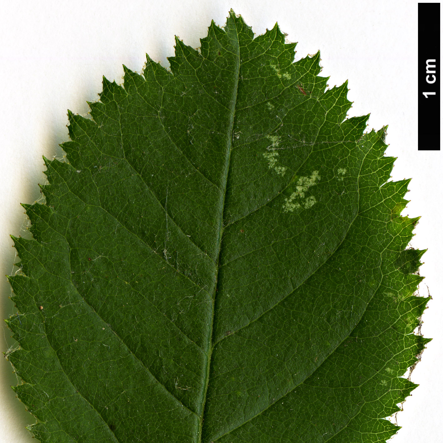 High resolution image: Family: Rosaceae - Genus: Rosa - Taxon: dalmatica
